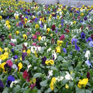 Horticulture Ettwiller : vente de plantes à massifs à Sainte-Croix-en-Plaine proche de Colmar Colmar