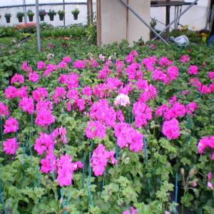 Horticulture Ettwiller : vente de plants de géraniums à Sainte-Croix-en-Plaine proche de Colmar Sélestat