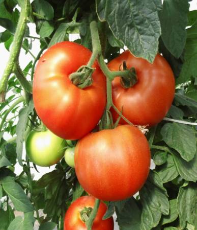 Tomates Rixheim