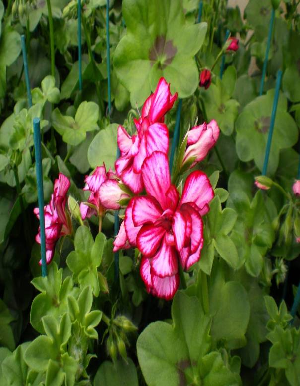 Horticulture Ettwiller : vente de plants de fleurs et légumes à Sainte-Croix-en-Plaine Riedisheim