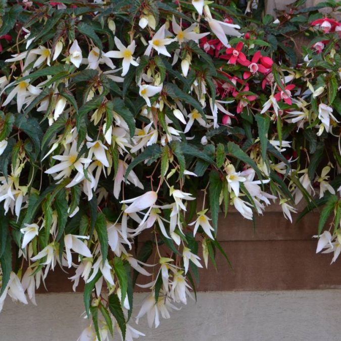 Photos page d&#8217;accueil Riedisheim 7