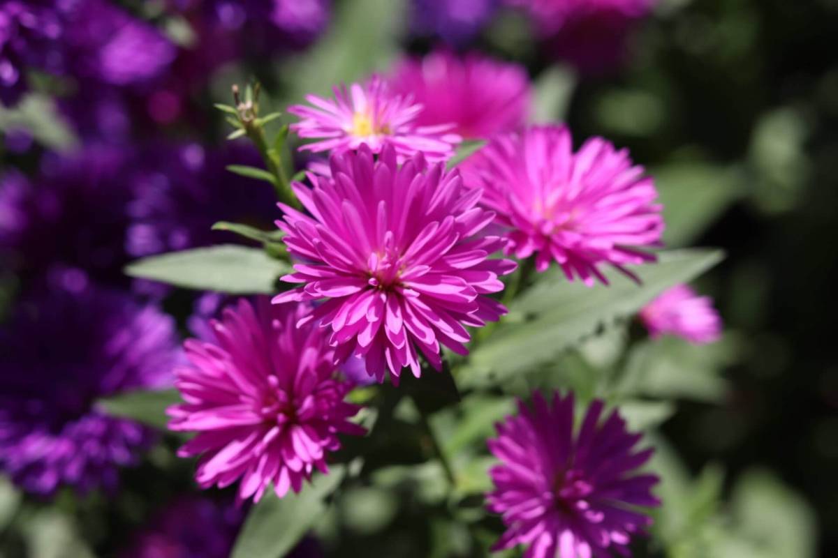 Quand planter les fleurs d&#8217;automne ? Guebwiller