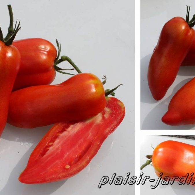 Tomates Riedisheim 17