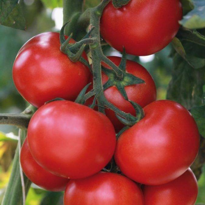 Tomates Saint-Dié-des-Vosges 18