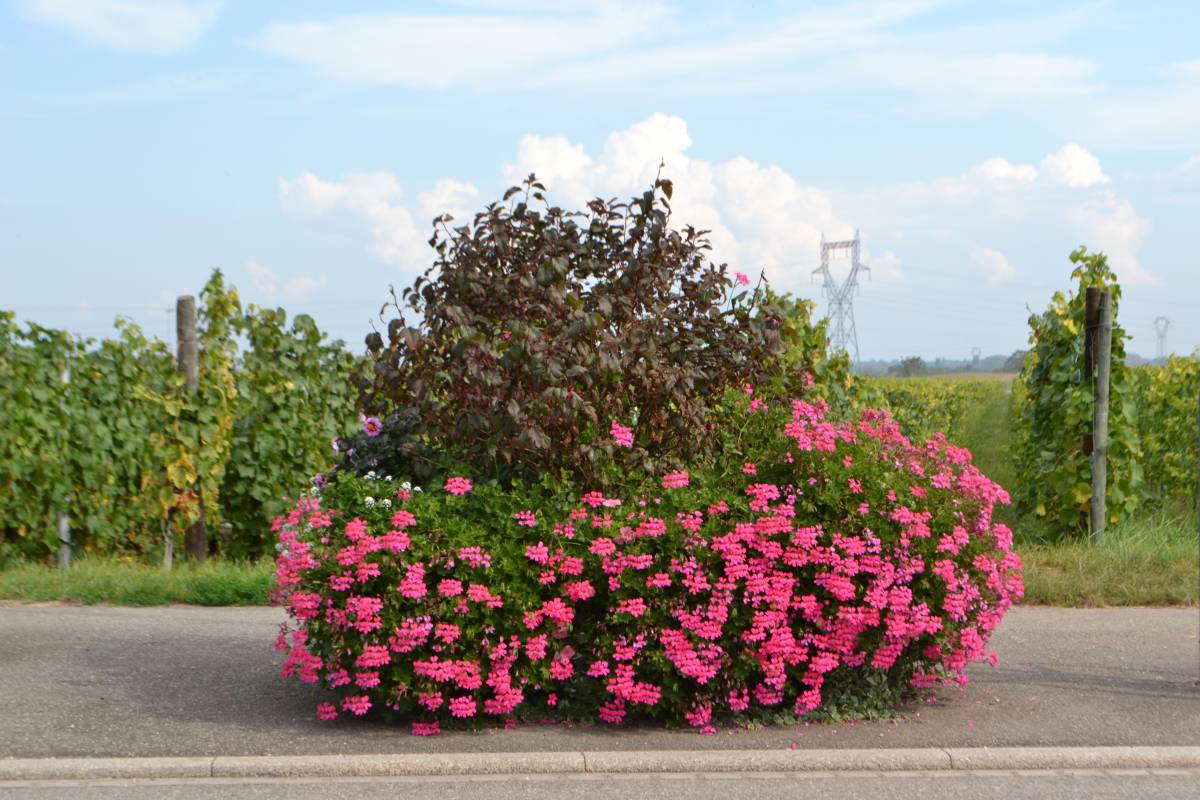 Comment conserver les chrysanthèmes l’hiver ? Colmar