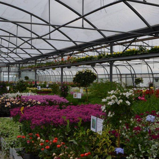 Horticulture Ettwiller : vente de plantes fleuries extérieures à Sainte-Croix-en-Plaine proche de Rouffach Kingersheim 1