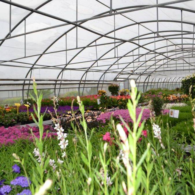 Horticulture Ettwiller : vente de plantes fleuries extérieures à Sainte-Croix-en-Plaine proche de Rouffach Cernay 2
