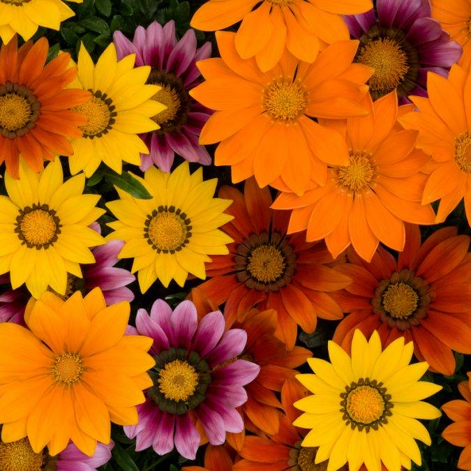 GAZANIA NEW DAY 675X675 | Horticulture Ettwiller Horticulture Ettwiller : vente de plantes à massifs à Sainte-Croix-en-Plaine proche de Colmar Wittenheim 1
