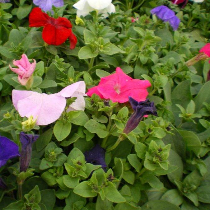 Horticulture Ettwiller : vente de plantes à massifs à Sainte-Croix-en-Plaine proche de Colmar Colmar 0