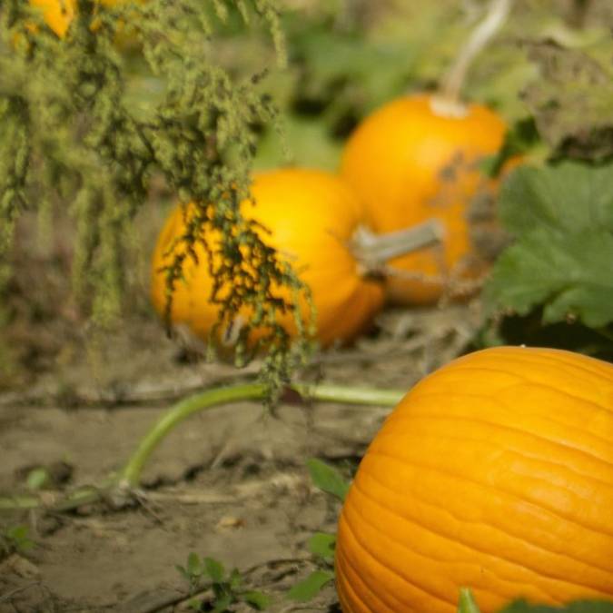 Horticulture Ettwiller : vente de plants de légumes du potager à Sainte-Croix-en-Plaine proche de Neuf-Brisach Rixheim 0