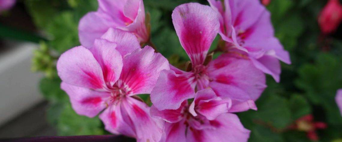 GERANIUM3 1140X475 | Horticulture Ettwiller Horticulture Ettwiller : vente de plants de géraniums à Sainte-Croix-en-Plaine proche de Colmar Sélestat 0