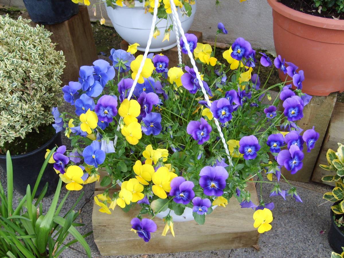 La vente de plants de fleurs et de légumes Saint-Louis