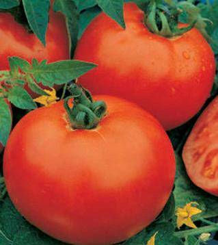 Tomates Guebwiller 7