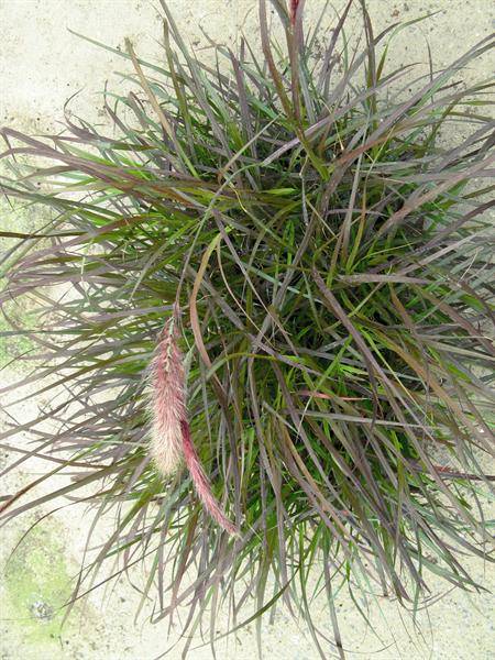 Graminés Riedisheim 1