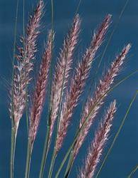 Graminés Saint-Dié-des-Vosges 2