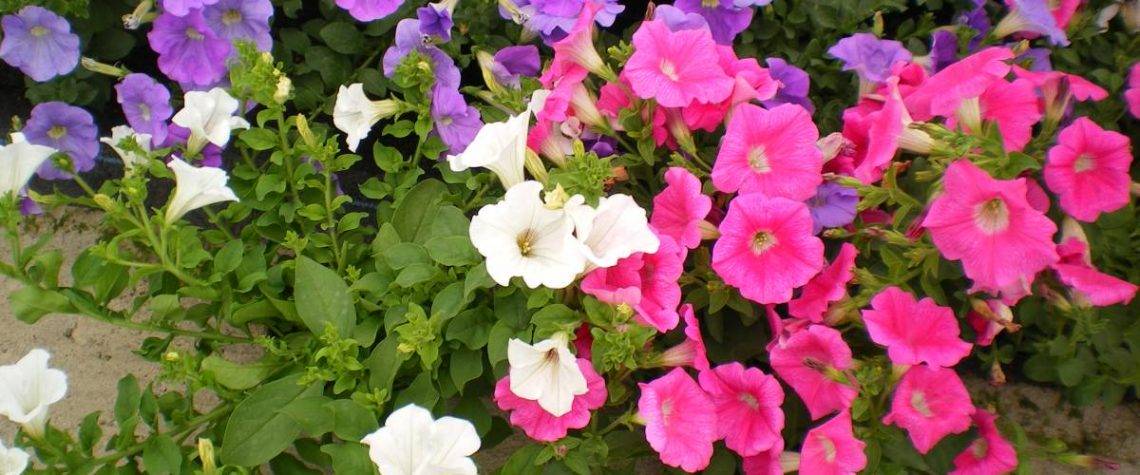 PLANTES PRINTEMPS17 1140X475 | Horticulture Ettwiller Horticulture Ettwiller : vente de plantes à massifs à Sainte-Croix-en-Plaine proche de Colmar Saint-Louis 4
