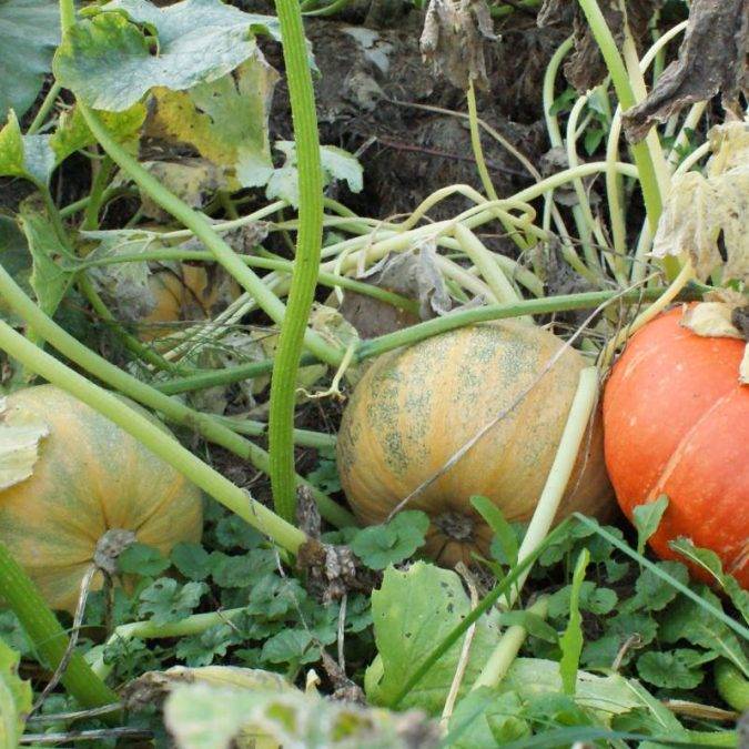 Horticulture Ettwiller : vente de plants de légumes du potager à Sainte-Croix-en-Plaine proche de Neuf-Brisach Mulhouse 2