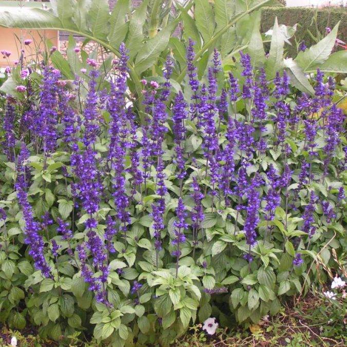 SAUGE FARINACEA MIDI TRUE BLUE 675X675 | Horticulture Ettwiller Horticulture Ettwiller : vente de plantes à massifs à Sainte-Croix-en-Plaine proche de Colmar Sélestat 2