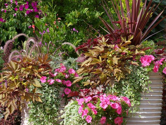TERRASSE PFLANZEN PINK BRONZE 1 675X510 | Horticulture Ettwiller Horticulture Ettwiller : vente de plantes fleuries extérieures à Sainte-Croix-en-Plaine proche de Rouffach Illzach 3