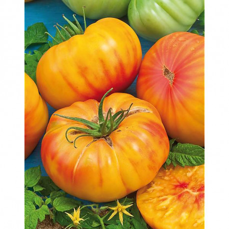 Tomates Colmar 15