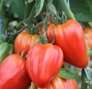 Tomates Rixheim 12