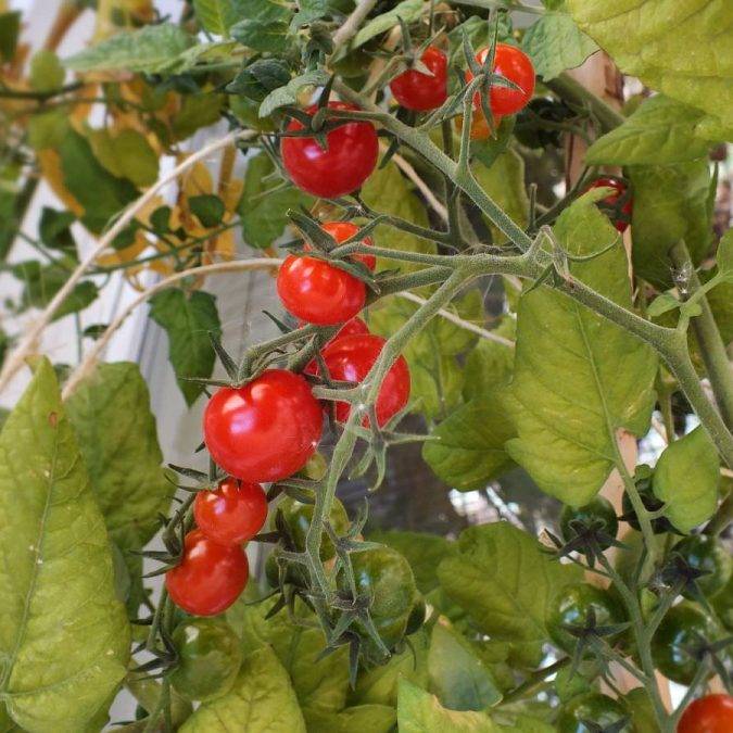 TOMATES 675X675 | Horticulture Ettwiller Horticulture Ettwiller : vente de plants de légumes du potager à Sainte-Croix-en-Plaine proche de Neuf-Brisach Wittenheim 1