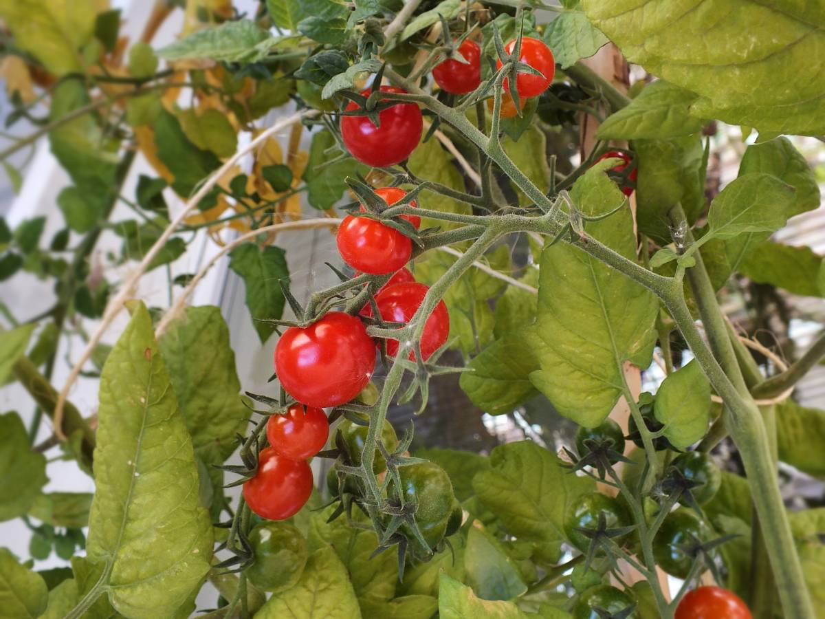 Comment cultiver des mini légumes ? Saint-Louis