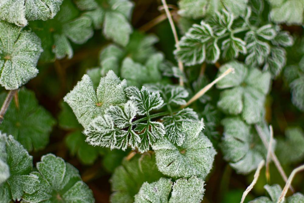 Quelles plantes choisir pour l&#8217;hiver ? Colmar