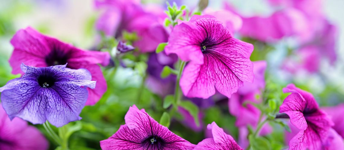 &Agrave; propos de Horticulture Ettwiller Kingersheim 3