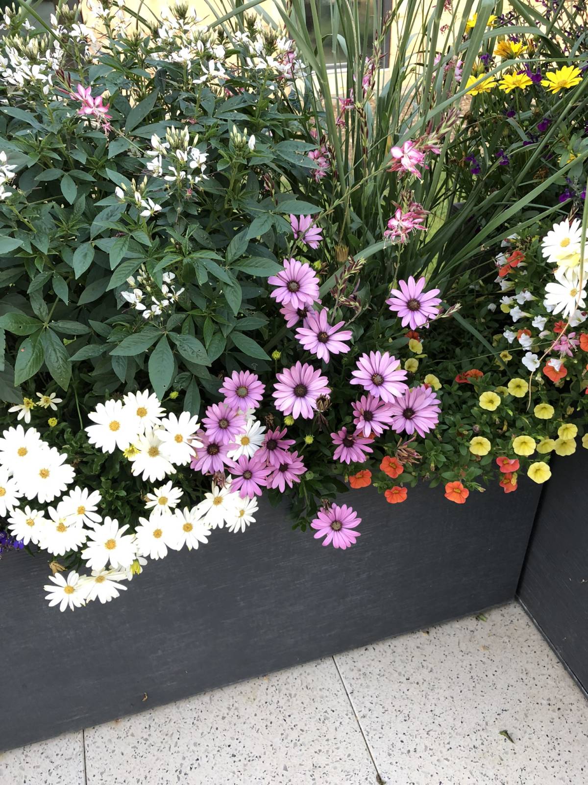 4 astuces pour intégrer le chrysanthème dans un arrangement floral d&#8217;extérieur durable Saint-Louis