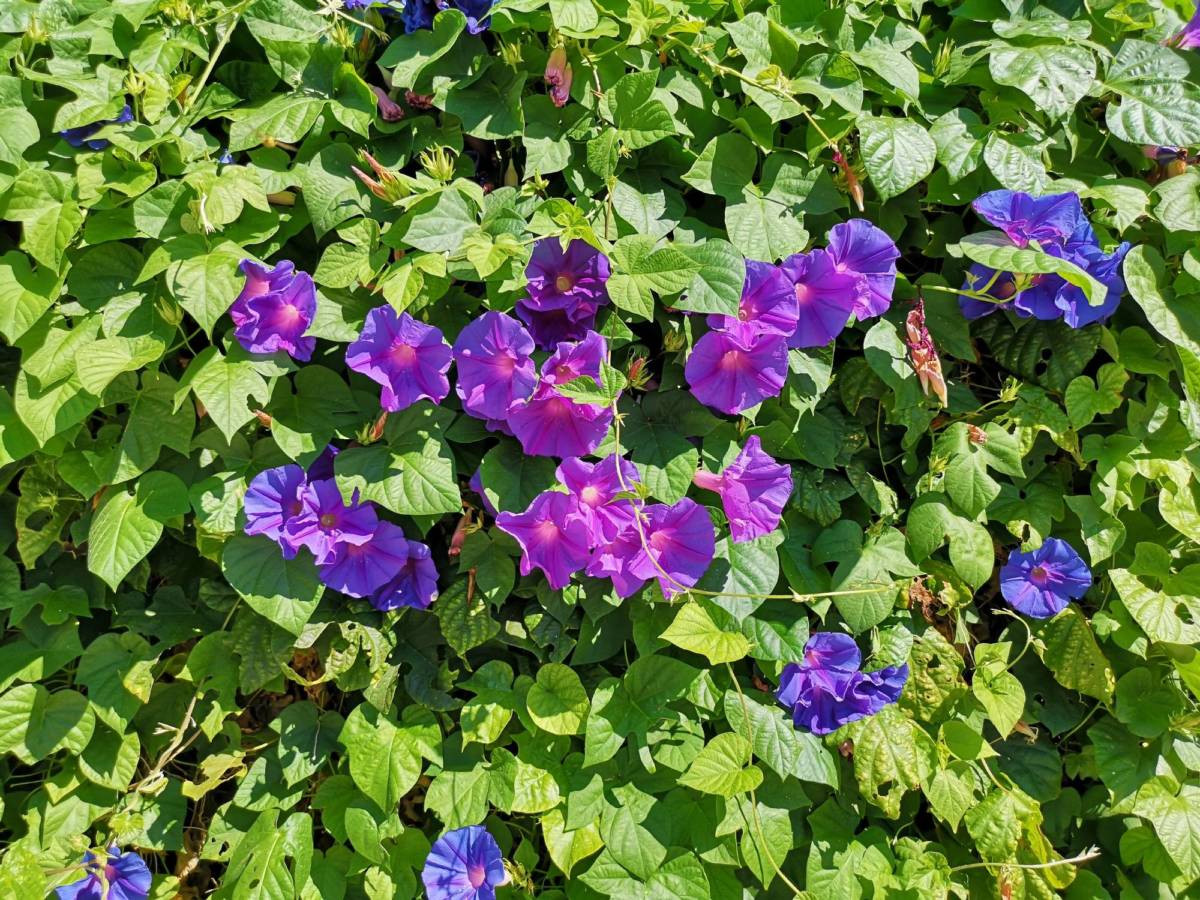 IPOMEE | Horticulture Ettwiller Comment faire grimper une ipomée ? Wittenheim