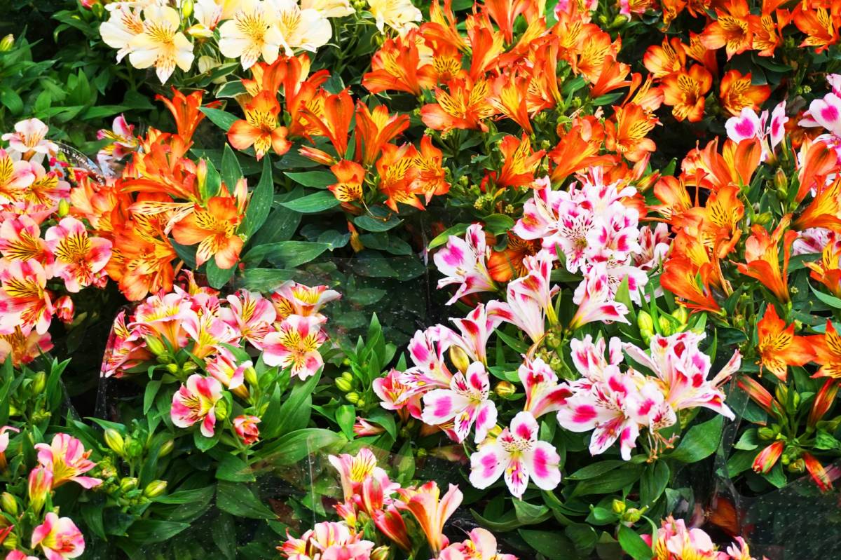 4 secrets pour prolonger la floraison de vos alstroemerias Mulhouse