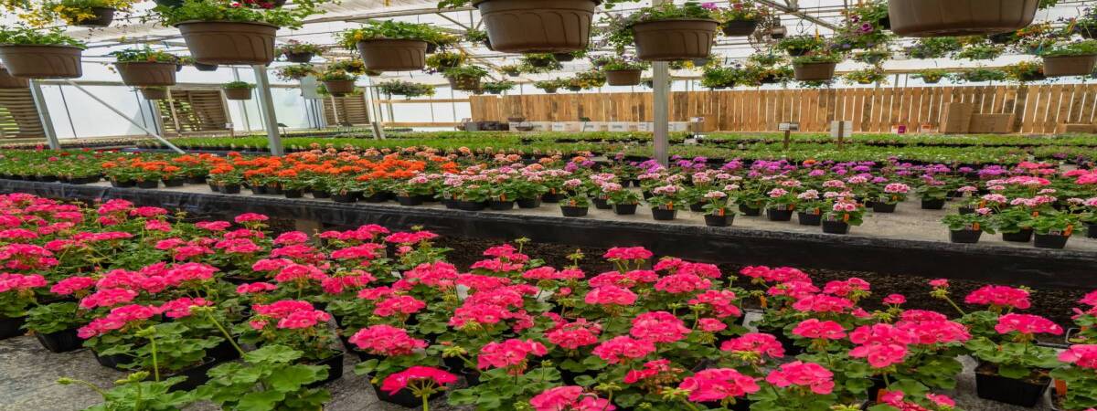 GERANIUMSERRE | Horticulture Ettwiller Comment réussir l’hivernage des géraniums ? Saint-Louis