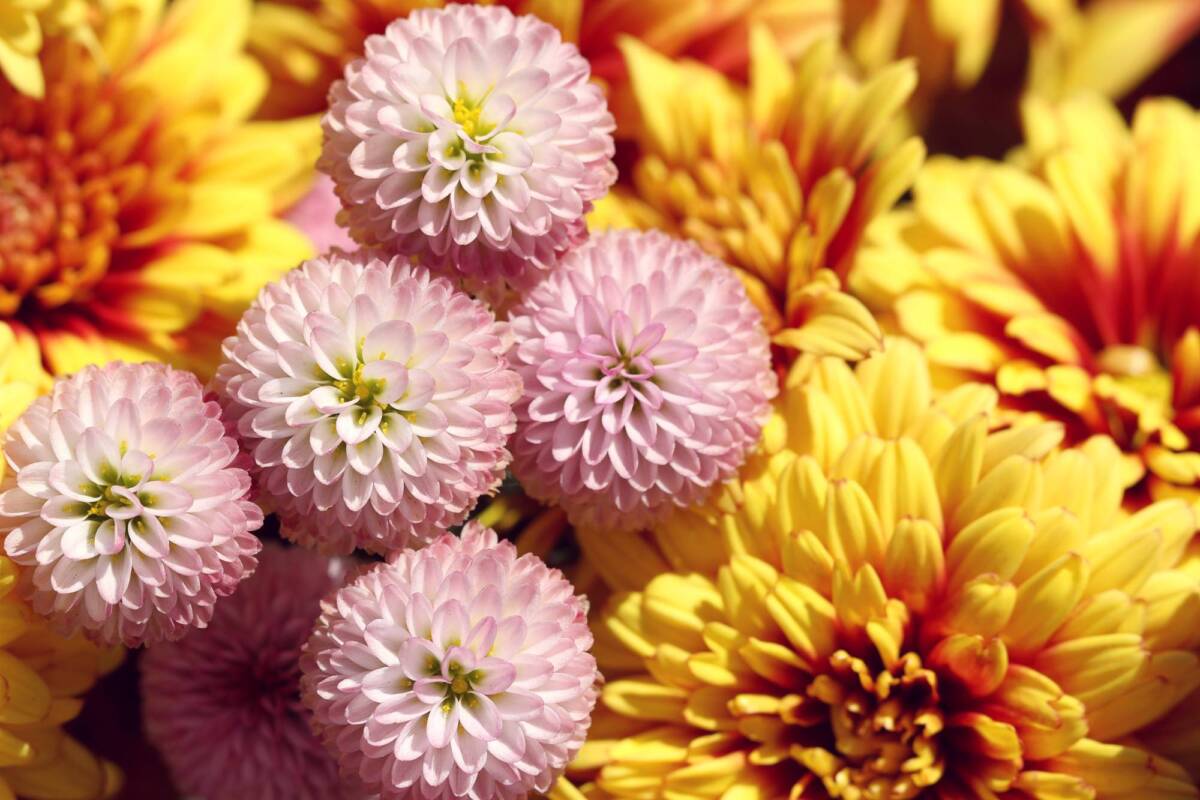 Que faire des chrysanthèmes après la Toussaint ? Riedisheim