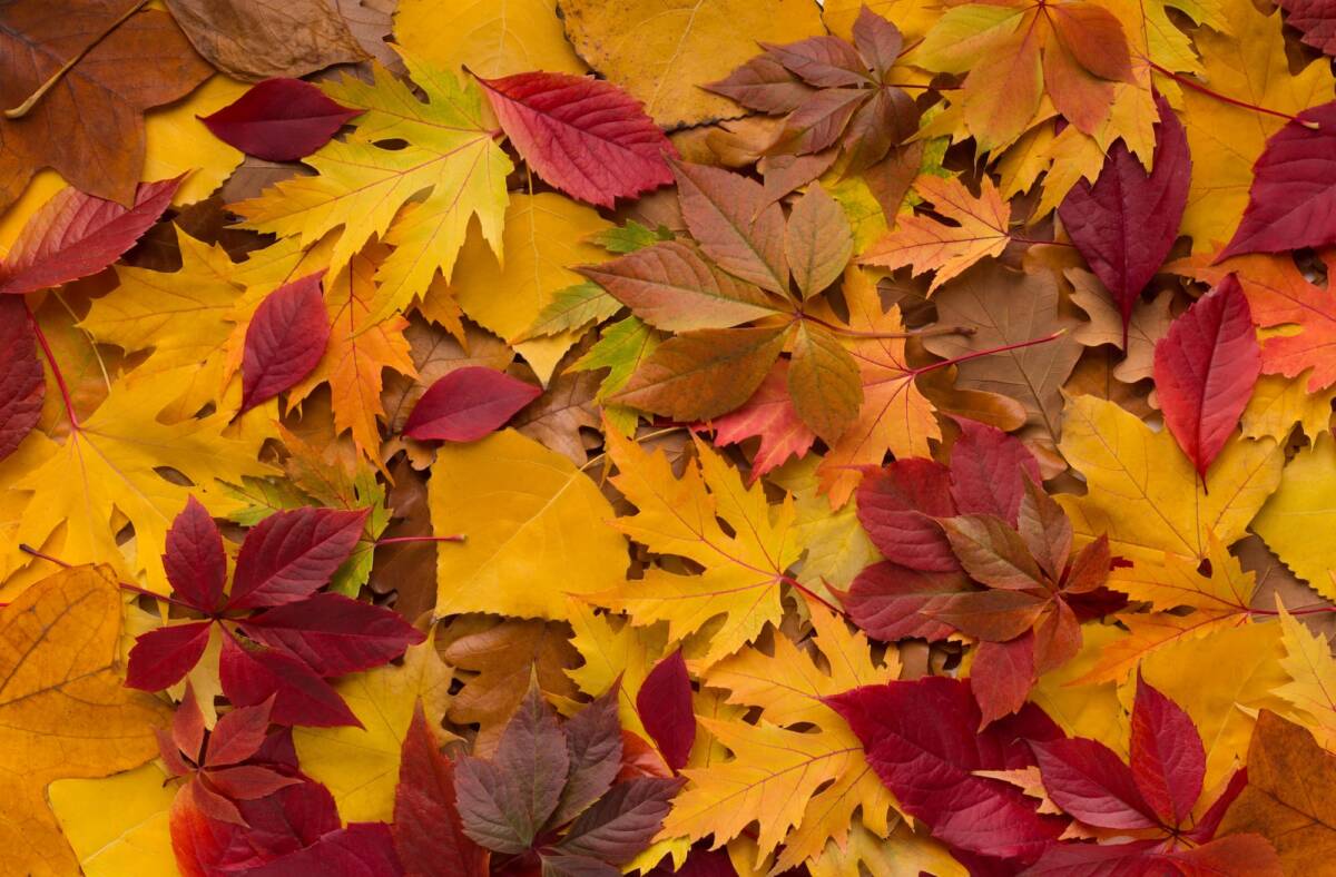 Pourquoi les feuilles changent-t-elles de couleur en automne ? Wittenheim