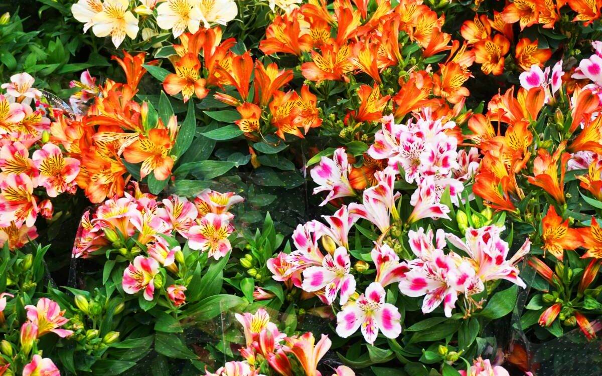 Comment faire refleurir l&#8217;Alstroemeria ? Saint-Louis