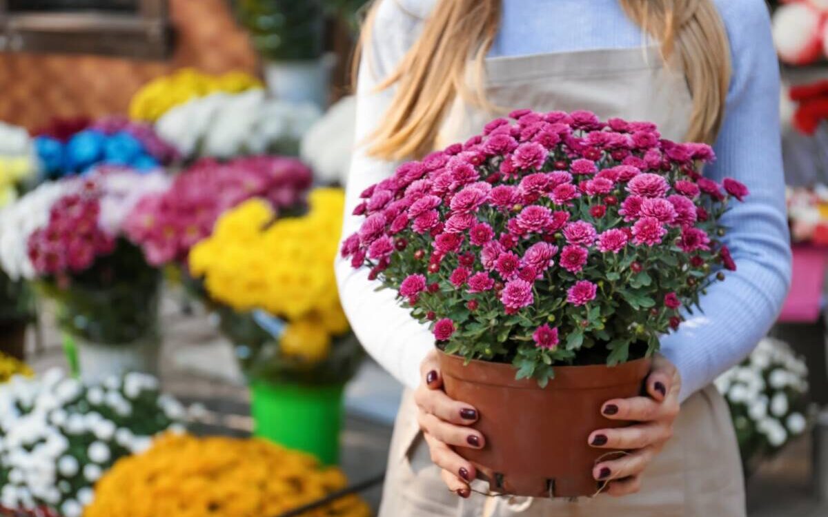 Quelles associations de plantes avec les chrysanth&egrave;mes pour un jardin d&rsquo;hiver color&eacute; ? Mulhouse